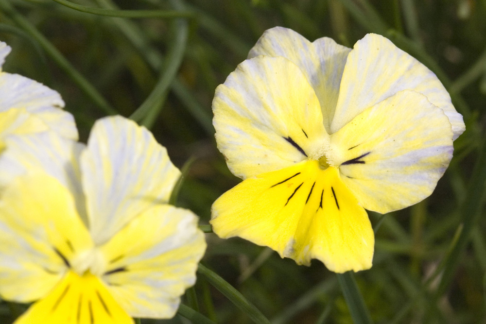 Viola calcarata/Viola con sperone